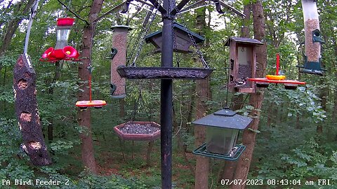 Immature male rose breasted grosbeak on PA Bird Feeder 2 7/7/2023