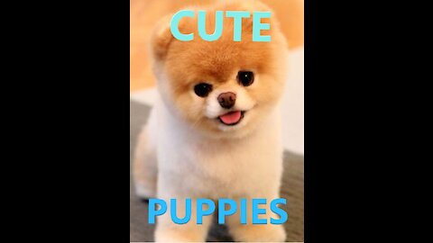 CUTE & FUNNY PUPPIES COMPIL [#2]