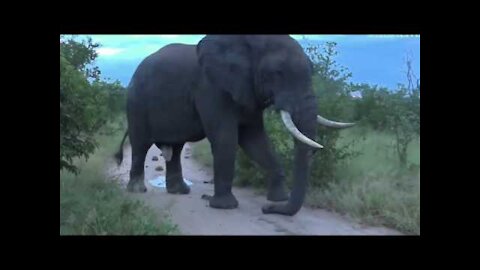 April 14, 2017- Very Large Elephant Bull in full Musth with James Hendry