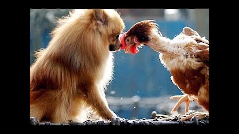 Chicken VS Dog Fight - Funny Dog Fight Videos