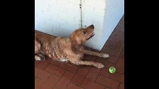 Water-loving Doggy Just Can't Get Wet Enough