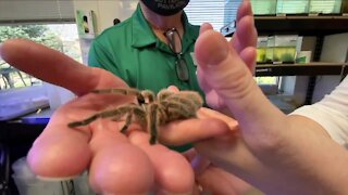 Rosie is back to teach about the importance of spiders