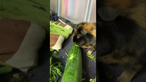 Guinea pigs eating fresh greens