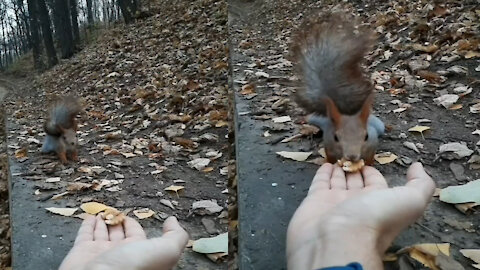 The squirrel takes the nuts from her hand.