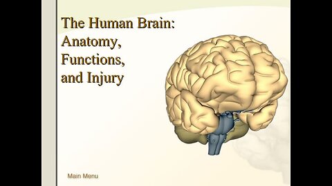 Human Brain 🧠