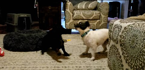 Tiny Dog Tussle