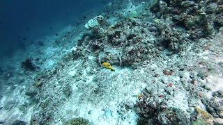 Diver throws underwater bubble rings around puffer fish