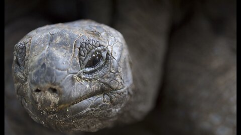 California Woman's Tortoise Videos Go Viral, but Is It Just About the Tortoise?