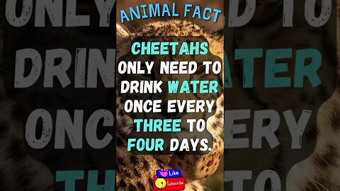 🦌Discover Fascinating Animal Facts👀 #shorts #shortsfact #animalfacts #funfactsshorts #cheetah