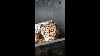 Black and White Tegu