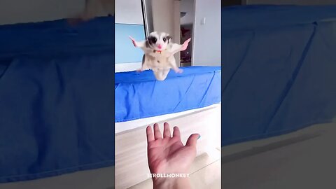 Adorable Flying Squirrel Makes a Perfect Landing in Hand #flyingsquirrel #sugarglider #shortstiktok