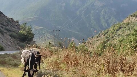 Iran, Mazandaran province, Alasht road