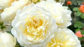 Beautiful roses