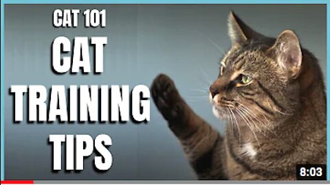 Cats 101 : Basic Cat Training Tips