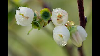 Focus Stacking with Blueberry Blossoms