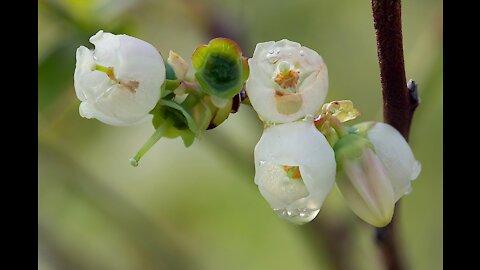 Focus Stacking with Blueberry Blossoms