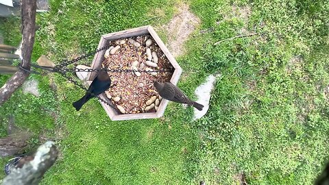 A Livingston Tennessee Bird Feeder View 🕊️ Unfiltered