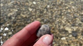 Petoskey Stone from Lake Michigan