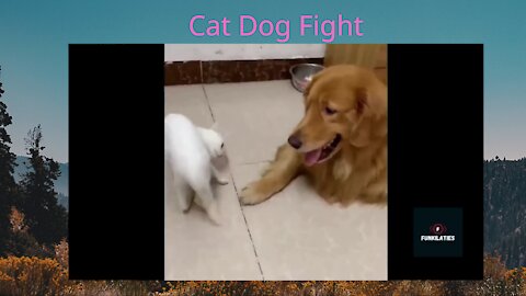 Cat Dog Fight