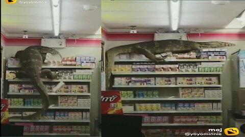 When giant Lizard entre a medical store andmedical store owner run away from that place