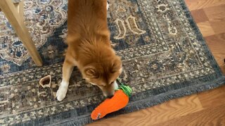 Shiba Inu playing inside bc it’s raining outside