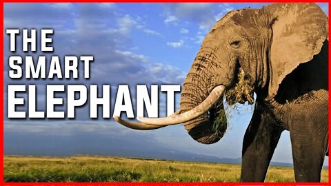 THE SMART ELEPHANT | ELEPHANT | IVORY TRADE | AFRICAN ELEPHANT | ANIMALS | NATURE