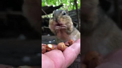 How Many Nuts Can a Chipmunk Cram in His Cheeks? #shorts