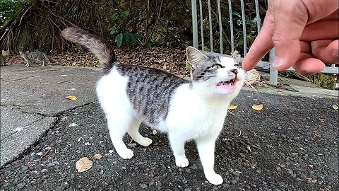 Very adorable stray kitten approaching timidly to get patted