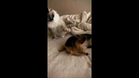 Funny animals --Funny cat and dog