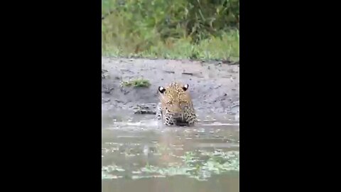 Leopard Takes A Swim