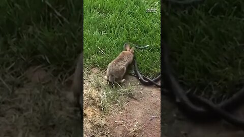 Fierce Maternal Instinct of Mama Rabbit