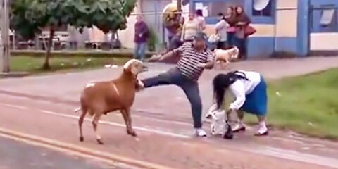 Crazy Goat 😲😮 Terrorizing People In Brazil | Goat Video | #OfficialDeep13