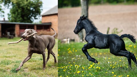 A beautiful steed plays tag with the dog in the greatest fun