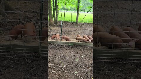 Piglet Lunch Line @UncleTimsFarm #kärnəvór #carnivore #shorts #hereford #freerangepigs