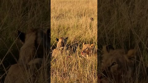 Hyena Watches Lionesses Feed #shorts | #ShortsAfrica | #Septdailyshorts