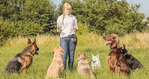 Positive Dog Training Instructional video