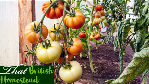 Treating Disease one the allotment and a harvest! Allotment Gardening