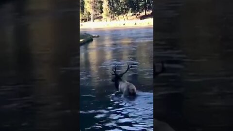 Huge Bull Elk Walking On The Yellowstone River#shorts #shortvideo #youtubeshorts #youtube