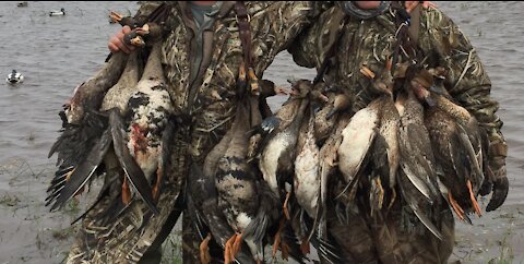 Louisiana Duck Hunting Near Gueydan Louisiana