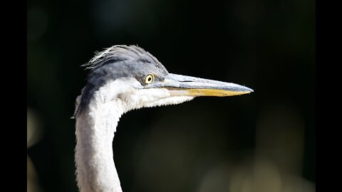 Great Blue Heron in early morning Sun