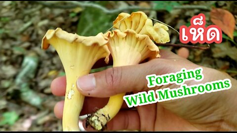 Hiking and foraging wild mushrooms with friend and the boys.