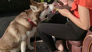 Husky enjoys refreshing treat on hot day