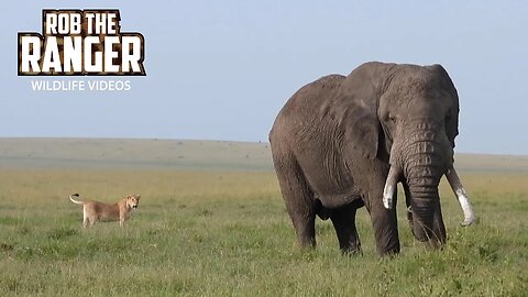 Small Lion Pride On the Move | Lalashe Maasai Mara Safari