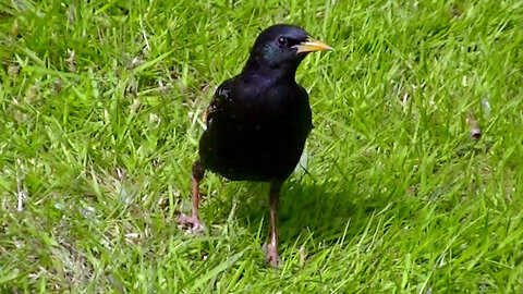 IECV NV #607 - 👀 Starling Sitting In The Sun Grooming And Enjoying The Heat 6-2-2018