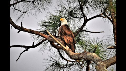 Harriet the Bald Eagle