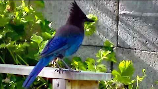 IECV NV #114 - 👀 The Steller's Jay Taking Out The Wasp Bee Hive 6-21-2015