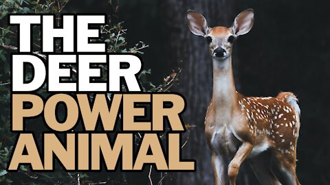 The Deer Power Animal