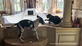 Great Dane puppy gets into trouble with angry cat