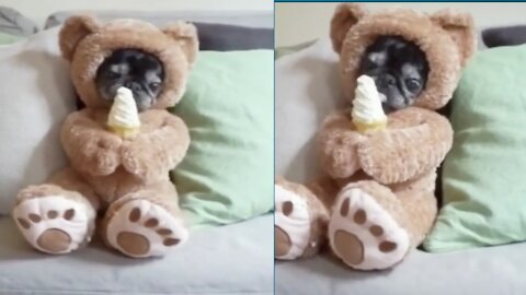 Cute dog eating ice cream