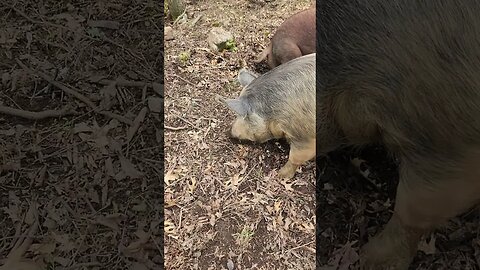 Pigs Rooting in the Woods Uncle Tim's Farm #kärnəvór #carnivore #pigtalk #shorts